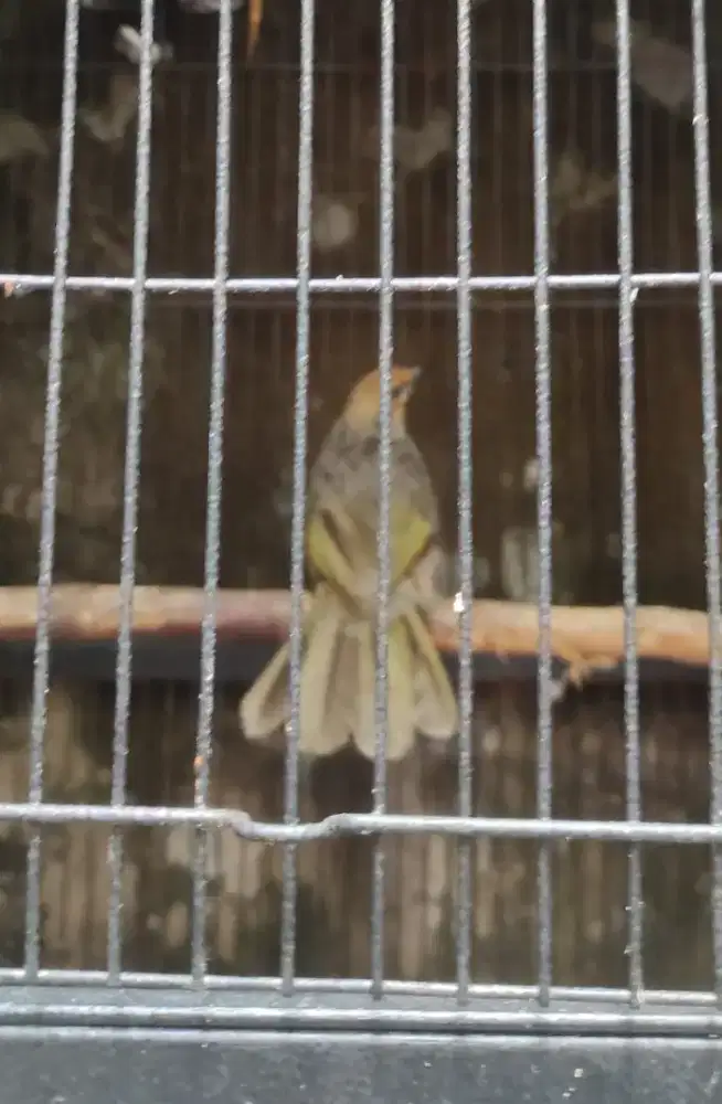 Jual cepat Burung Cica Rawa