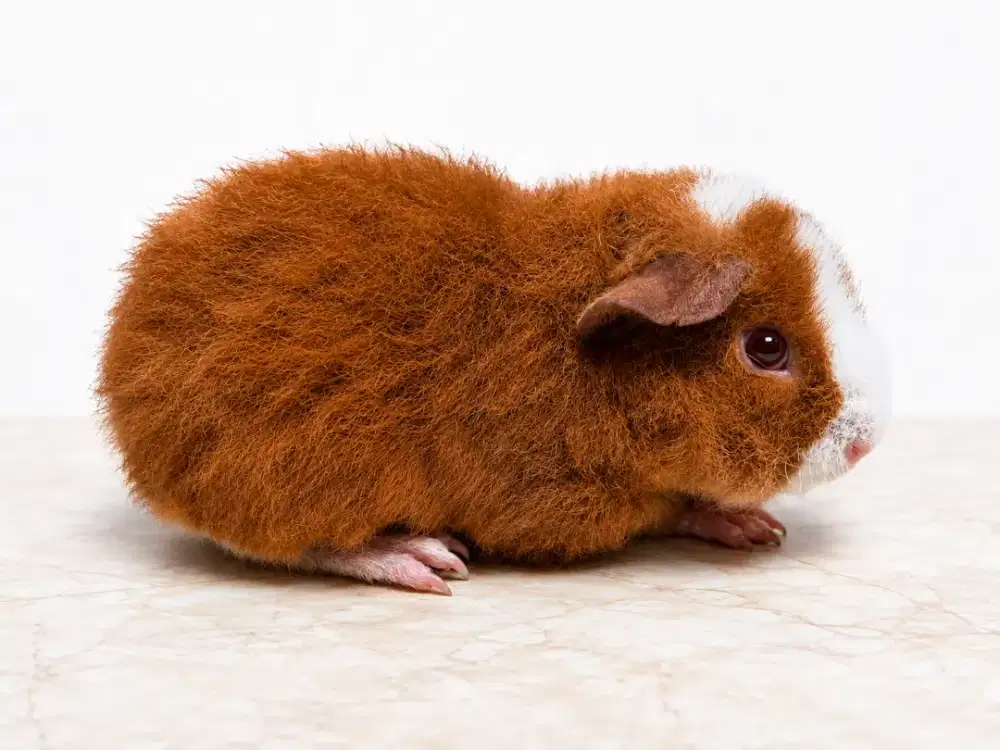 Teddy Sow - High Potential Breed Quality *rare