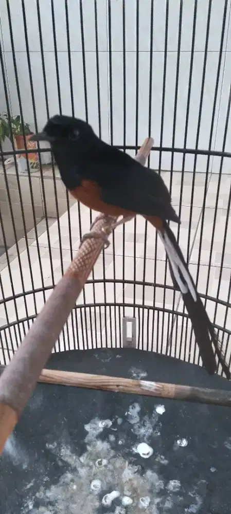 Jual Burung Murai Batu ekor 22 Cm
