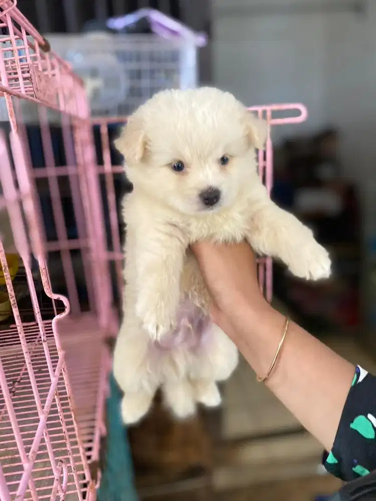 Mini pom lucu ras kecil