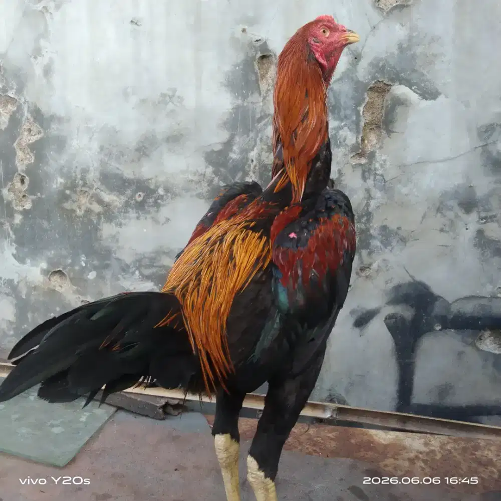 Ayam bangkok wiring kuning