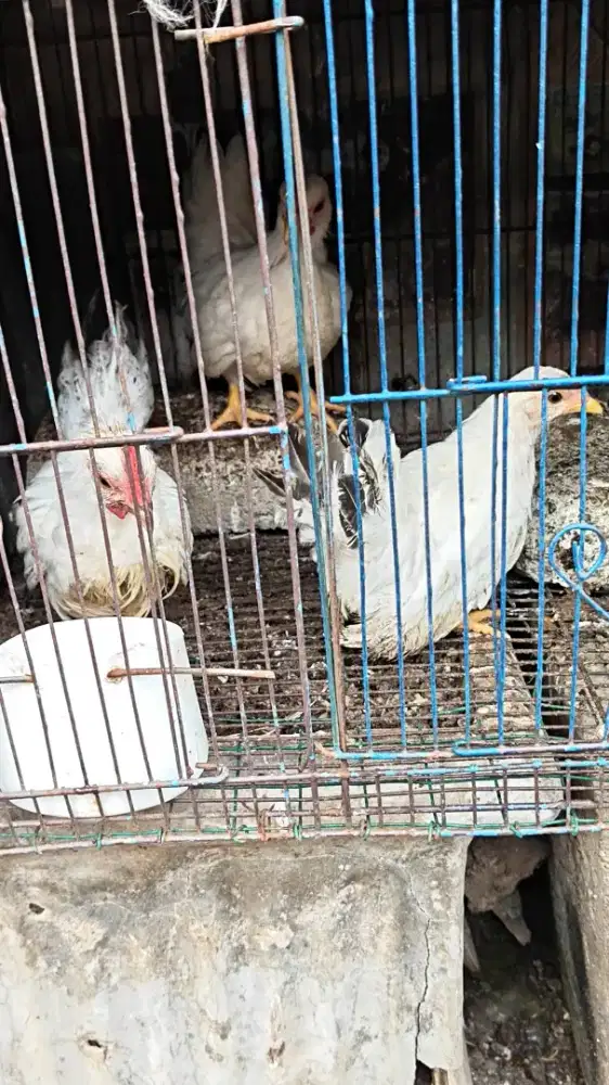 Ayam Kate chabo 3 ekor