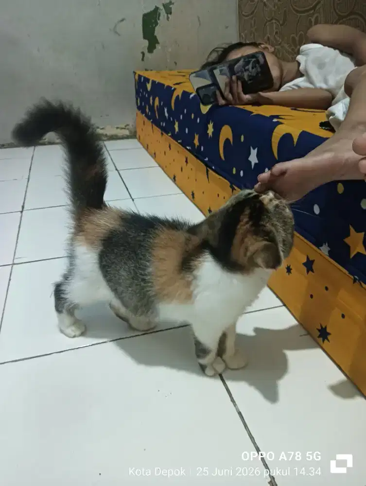 Open adop kitten