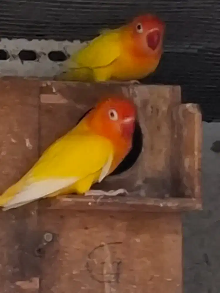 Lovebird sepasang induk