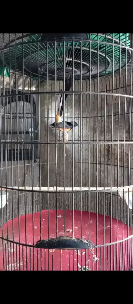 Jual burung murai