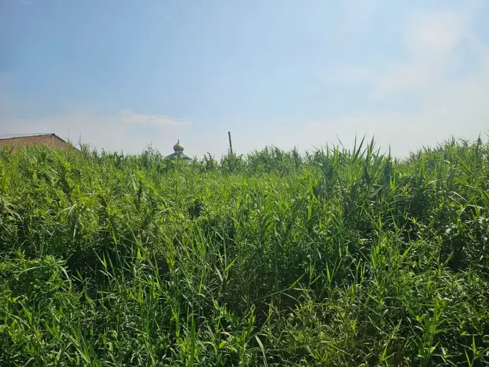 Dijual Tanah Murah di Komplek Btn Al Jalan Rawe Medan Labuhan