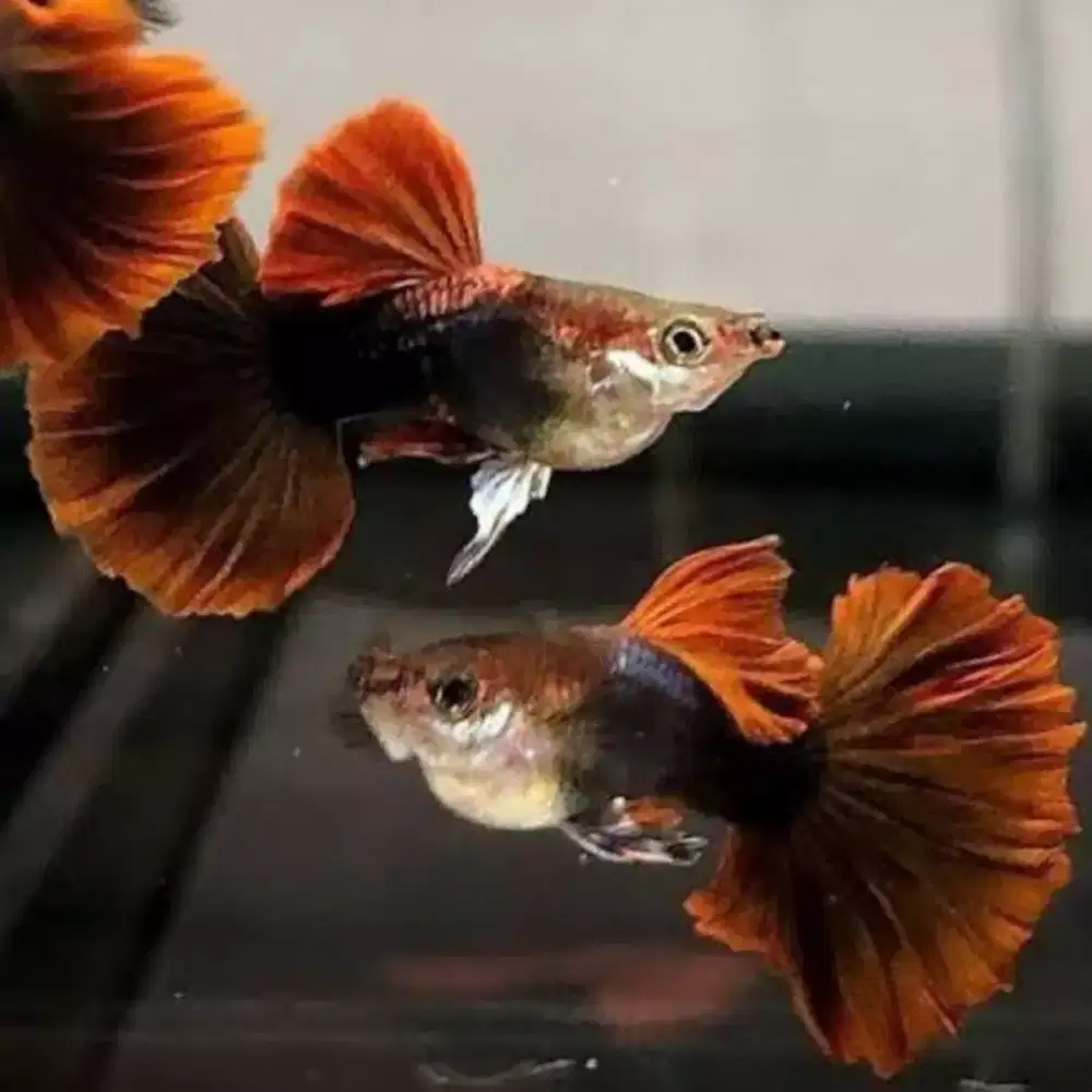 Guppy Hb red-rose tail