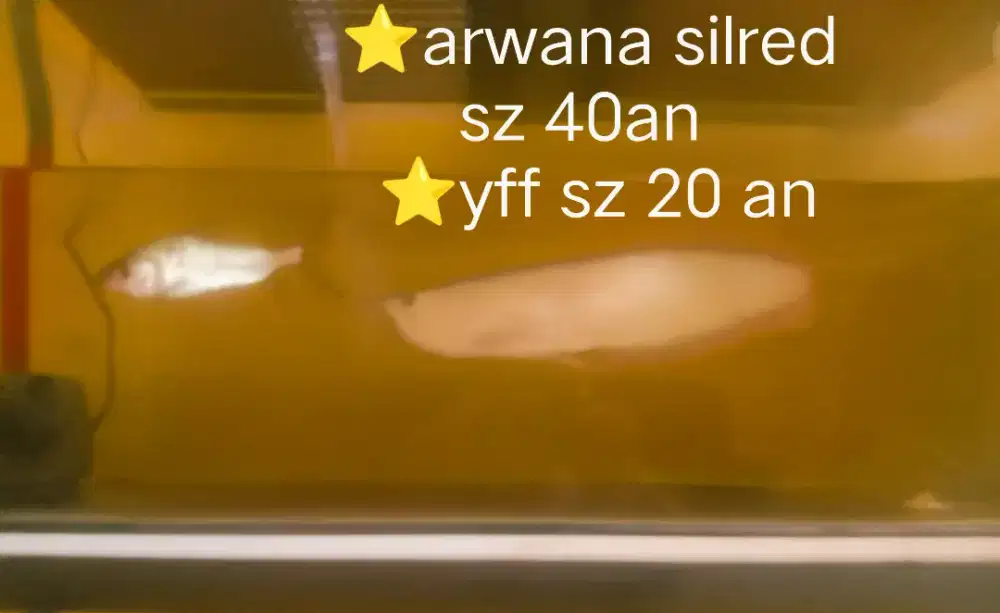 Promo murmer arwana silred sz-+ 40+ yff sz -+ 20