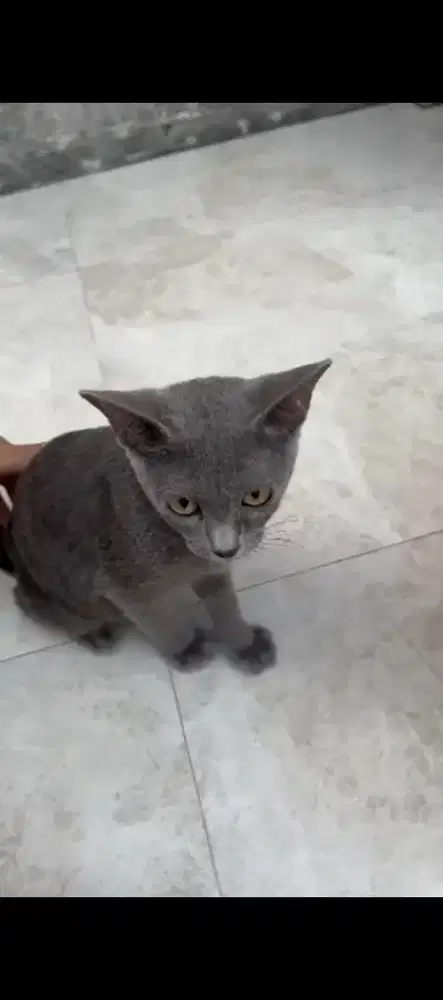 Kitten British sort hair
