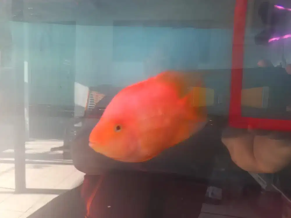 Ikan Parrot kingkong ukuran 3 jari dewasa