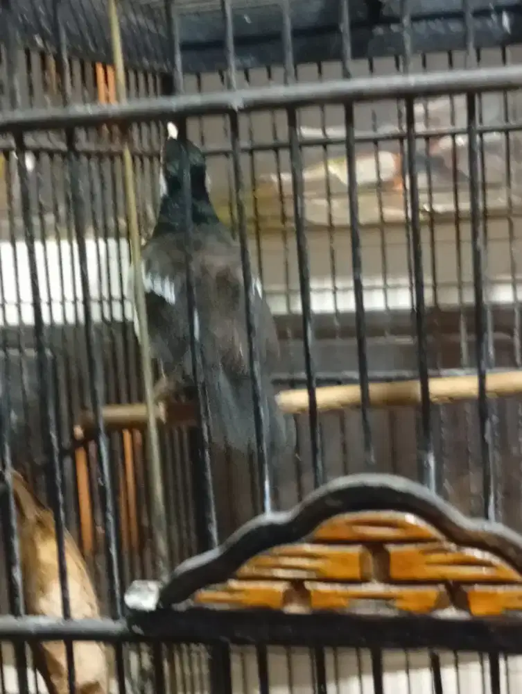 Burung jalak suren udh mompa