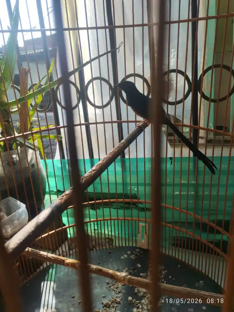 Murai suara kecil jarang bunyi