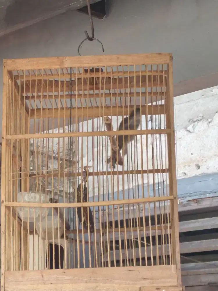 Jual Cepat Burung Kerucukan Jawa timur