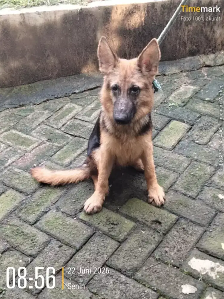 Pupies herder (bogor)