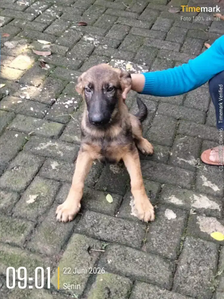 Pupies herder ( bogor)