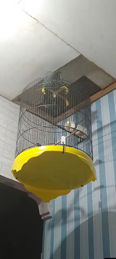sangkar burung murai besi no 2
