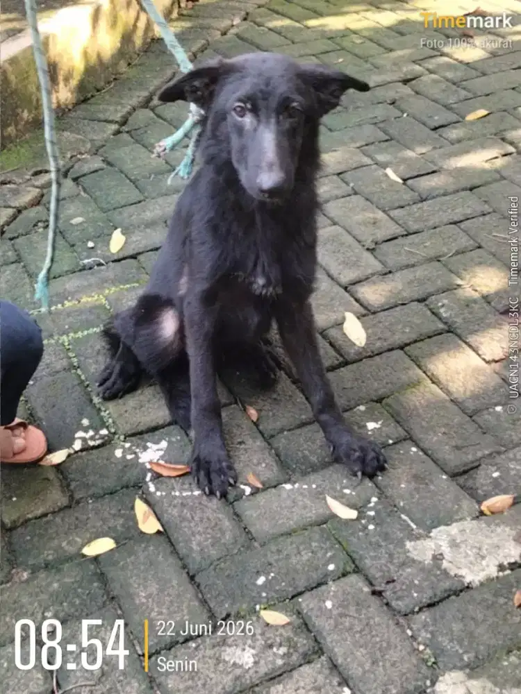 All black herder (bogor)