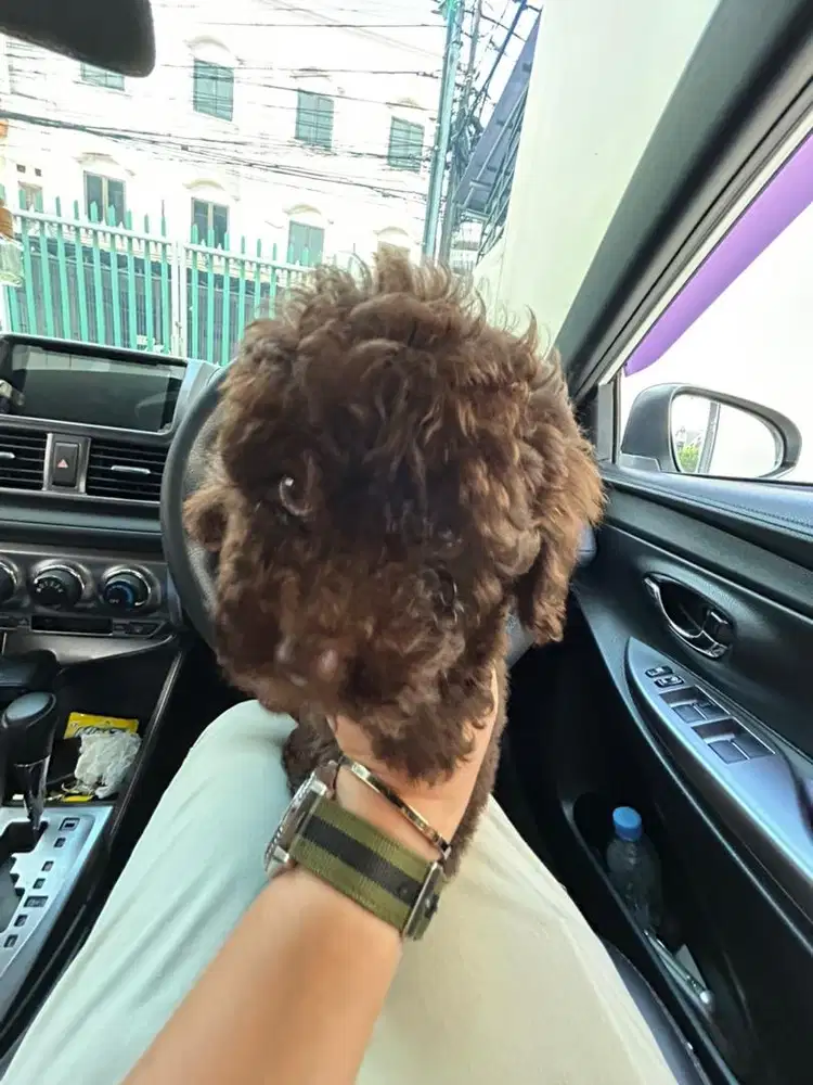 Poodle puppy cocho jantan