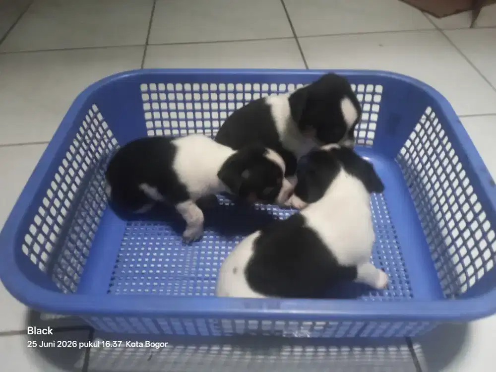 chihuahua puppy