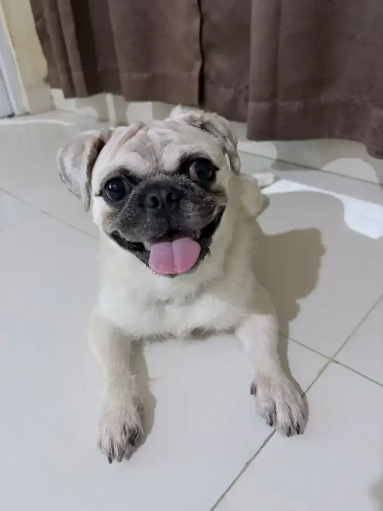 Anjing pug asli
