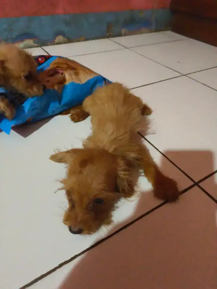 Anakan poodle pudel MIX terier BETINA umur 3 bulan