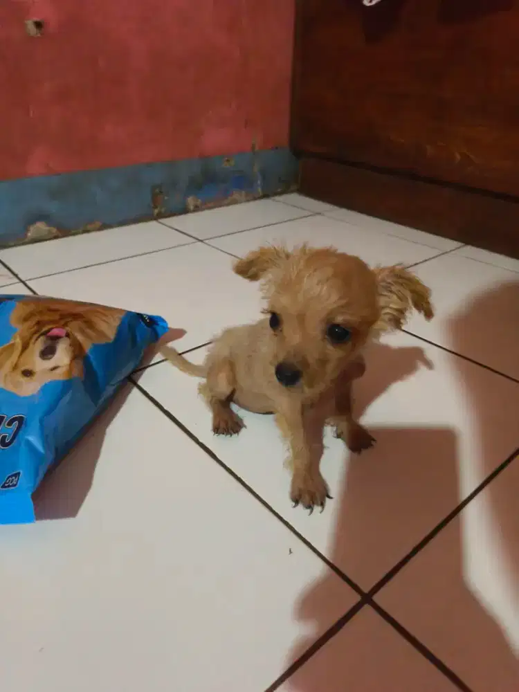 Anakan poodle pudel MIX terier BETINA UMUR 3 BULAN