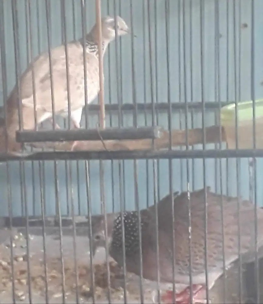 Sepasang derkuku