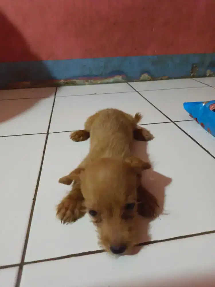 Anakan pudel poodle MIX sama terier BETINA UMUR 3 BULAN