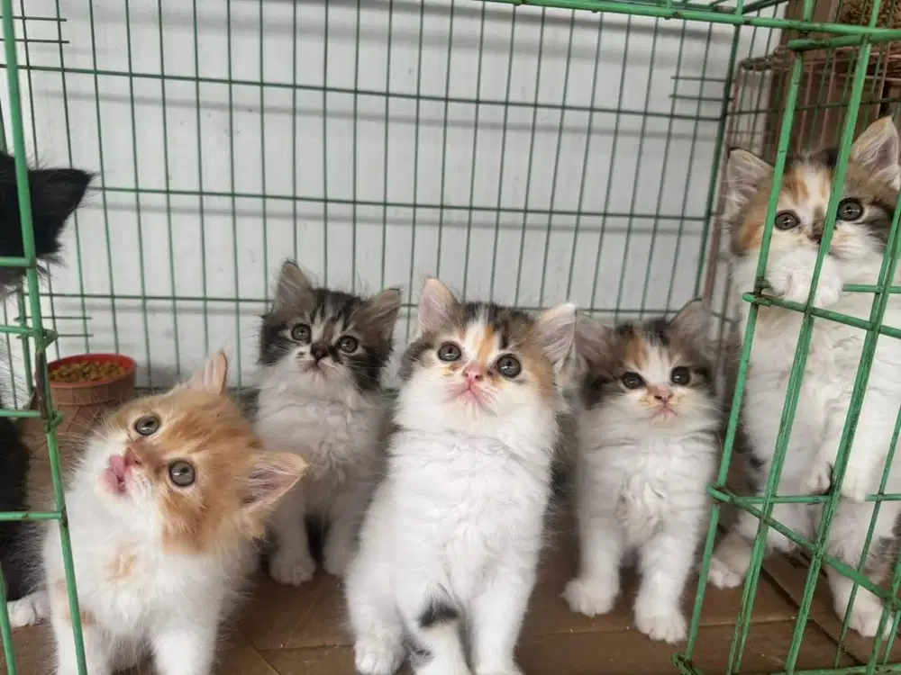 Open adopsi kucing calico long hair