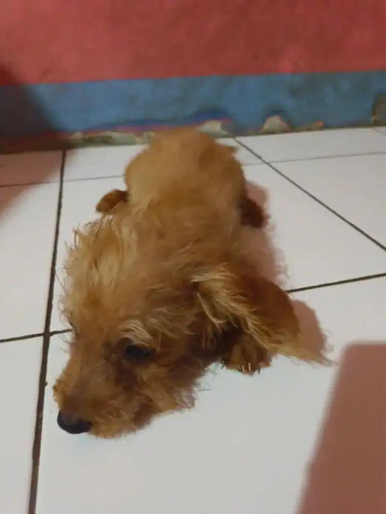 Anakan pudel poodle MIX terier JANTAN umur 3 BULAN