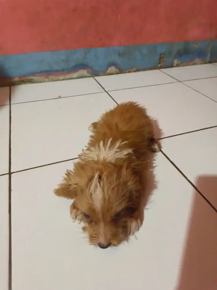 Anakan poodle pudel MIX sama terier JANTAN UMUR 3 BULAN
