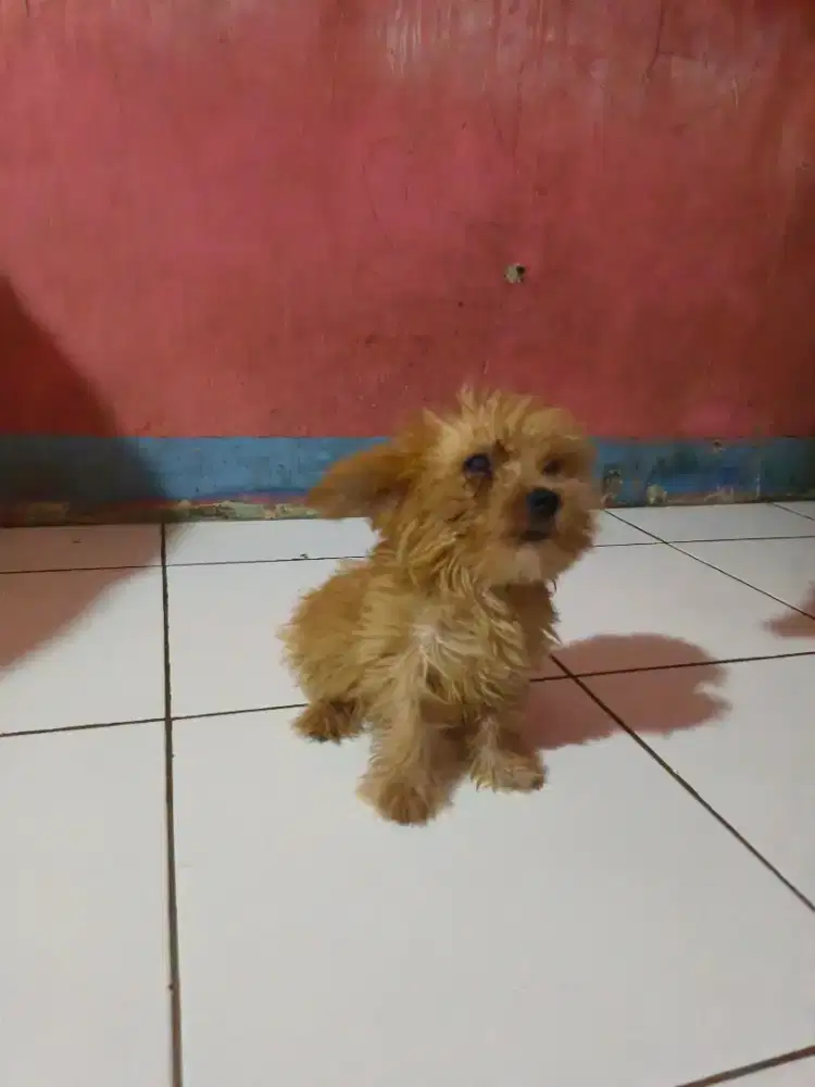 Anakan pudel MIX terier BETINA UMUR 3 BULAN