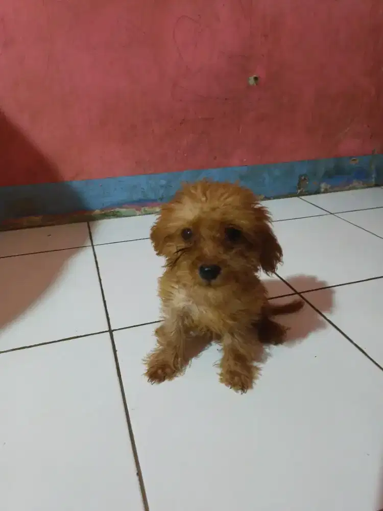 Anakan poodle mix terier BETINA 3 BULAN