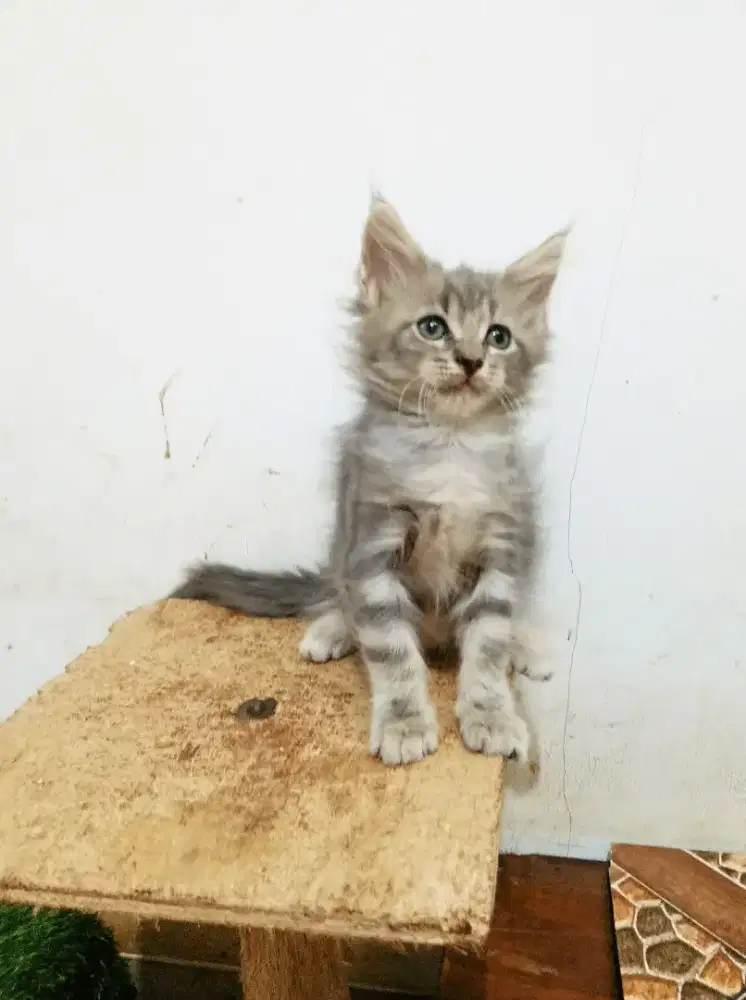 Kitten MaineCoon Jantan Pure No mix. Induk ped Cfa Maine Coon
