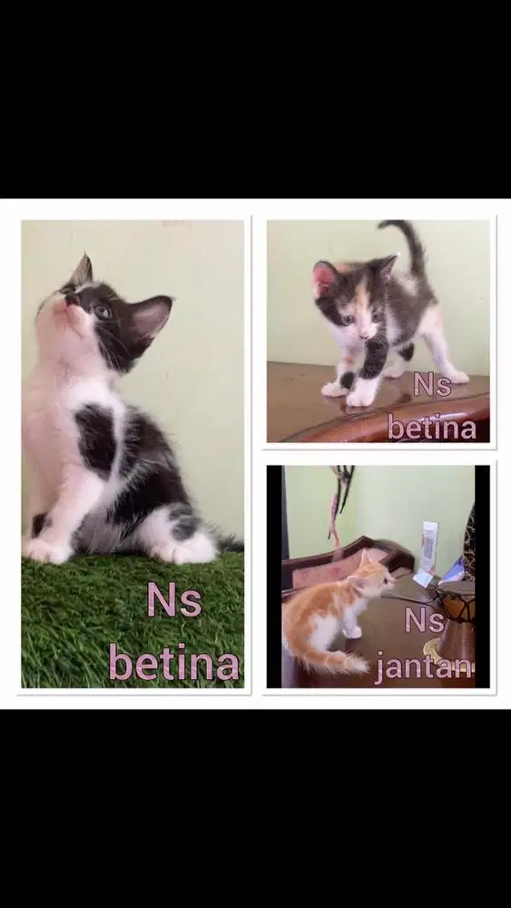 Kucing munchkin ns betina n jantan