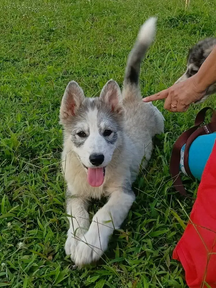 Alaskan Malamute Betina 3 bln Sehat Lincah