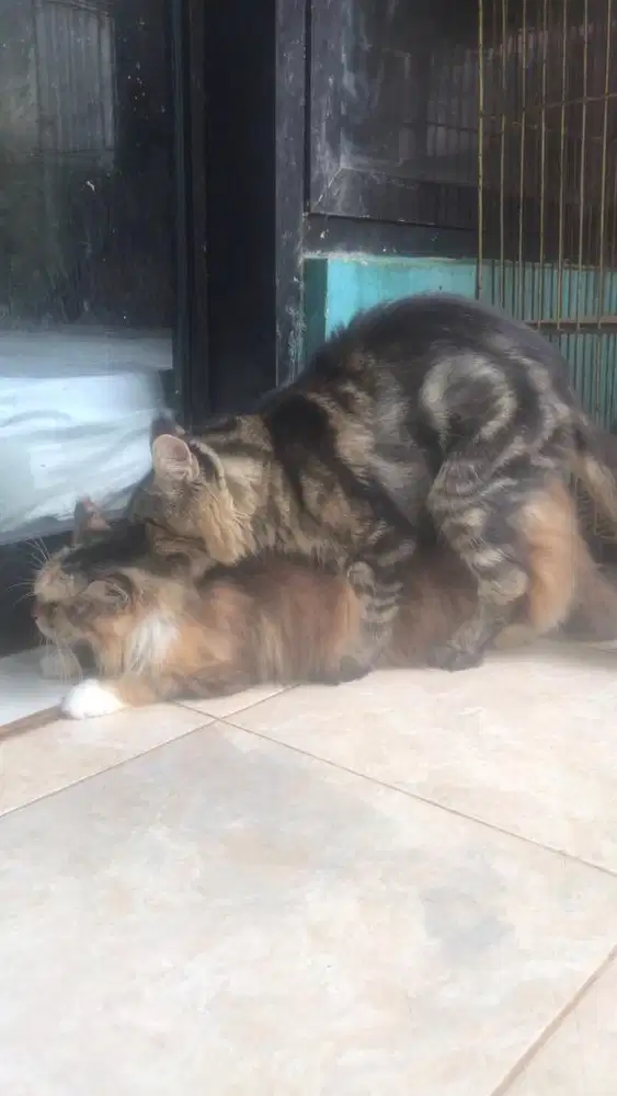Jasa pacak kucing mainecoon