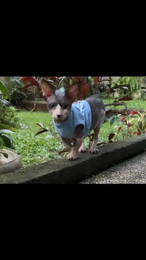 Jasa pacak kucing sphynx bambino
