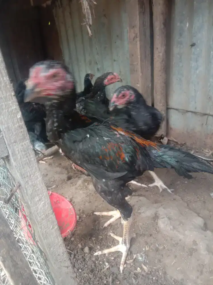 Dijual anakan ayam siam