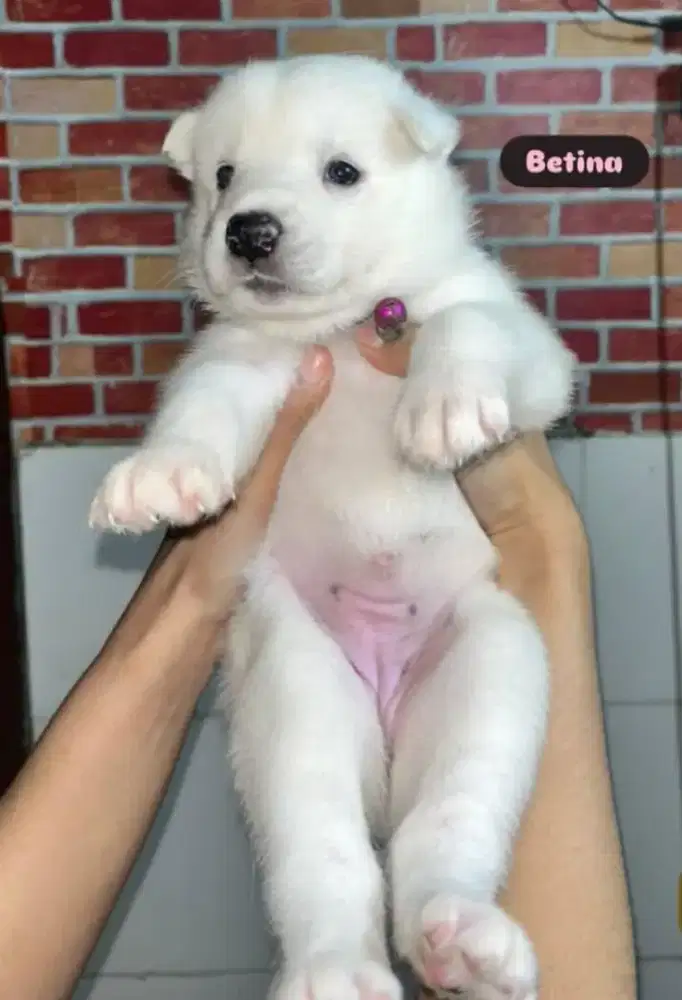 Puppy samosky sejodoh