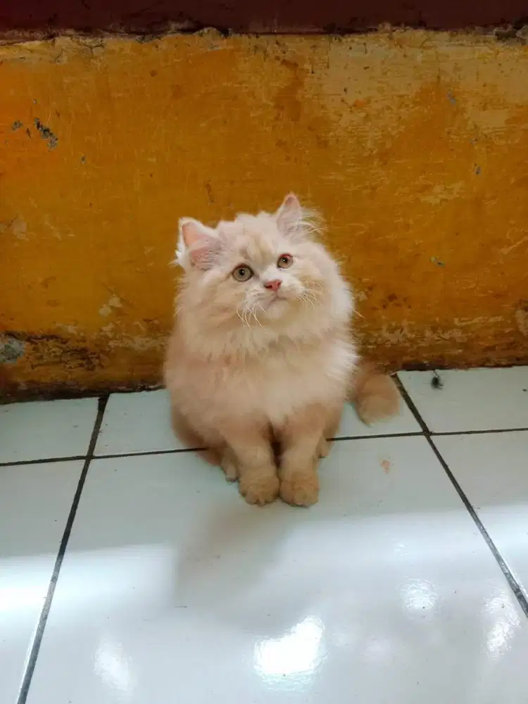 Kitten persia flatnose