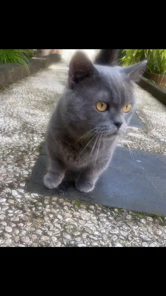 Jasa pacak kucing bsh munchkin