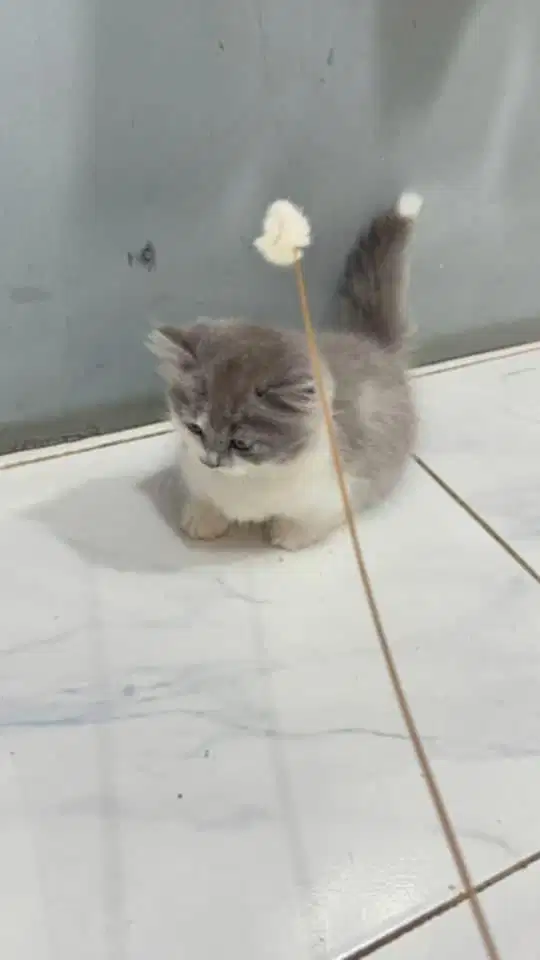 Kitten munchkin