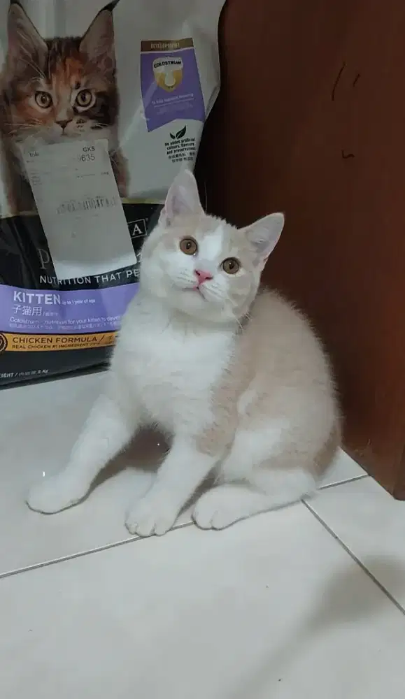 Kucing british shorthair kitten bsh bicolor fawn jantan