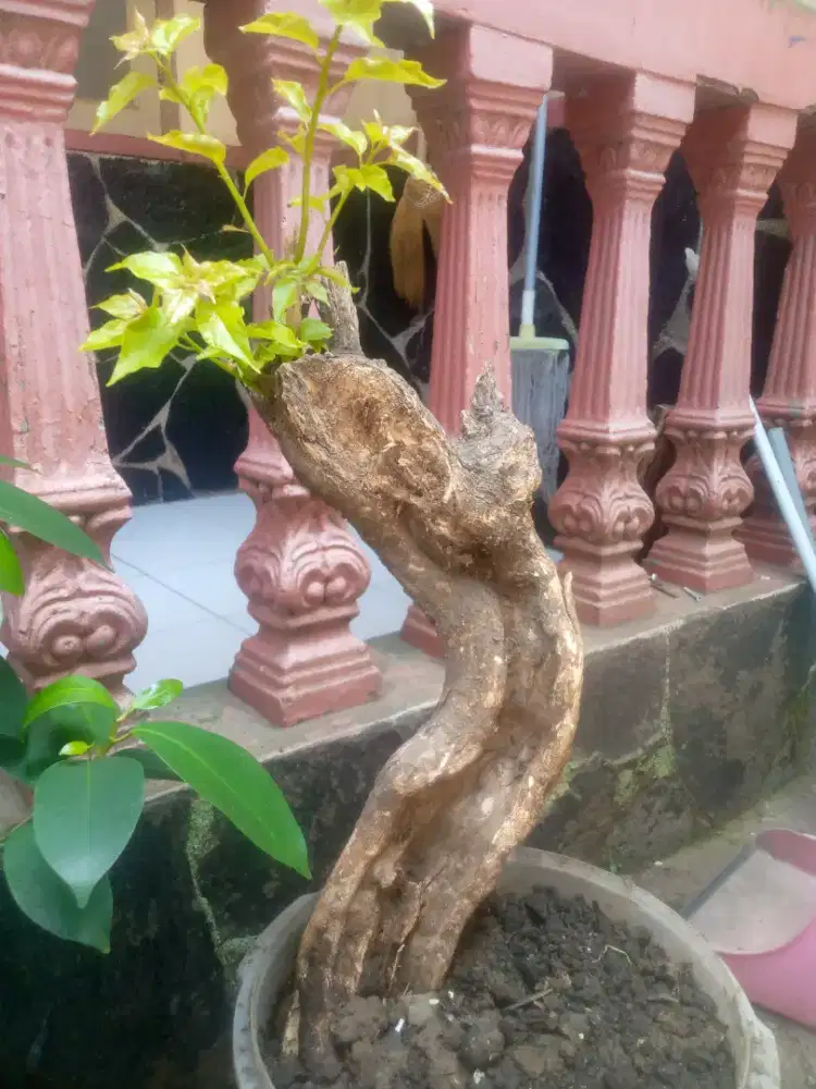 Bahan bonsai kembang kertas