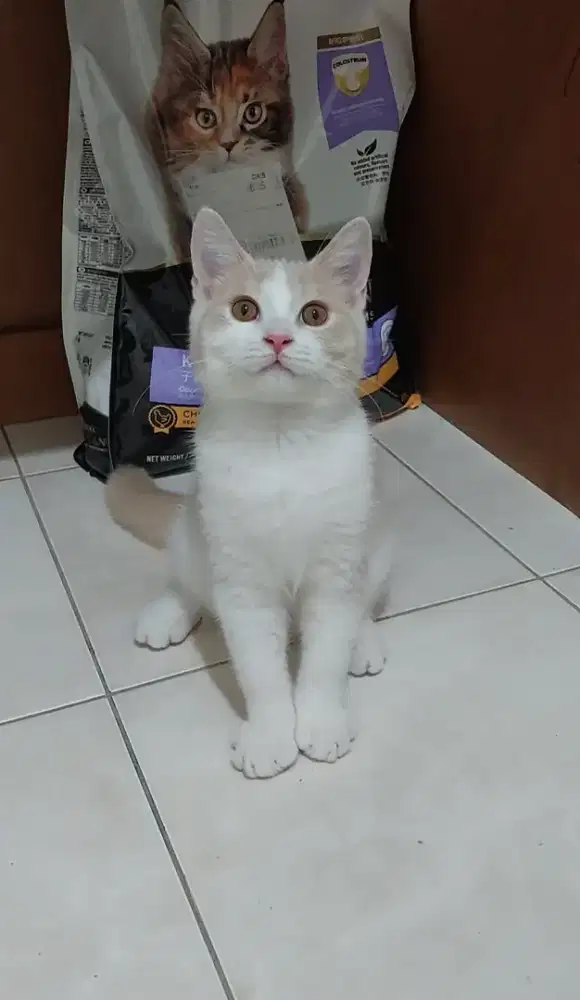 Kucing british shorthair bicolor fawn jantan kitten bsh bicolor fawn