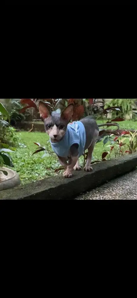 jasa pacak kucing sphynx bambino