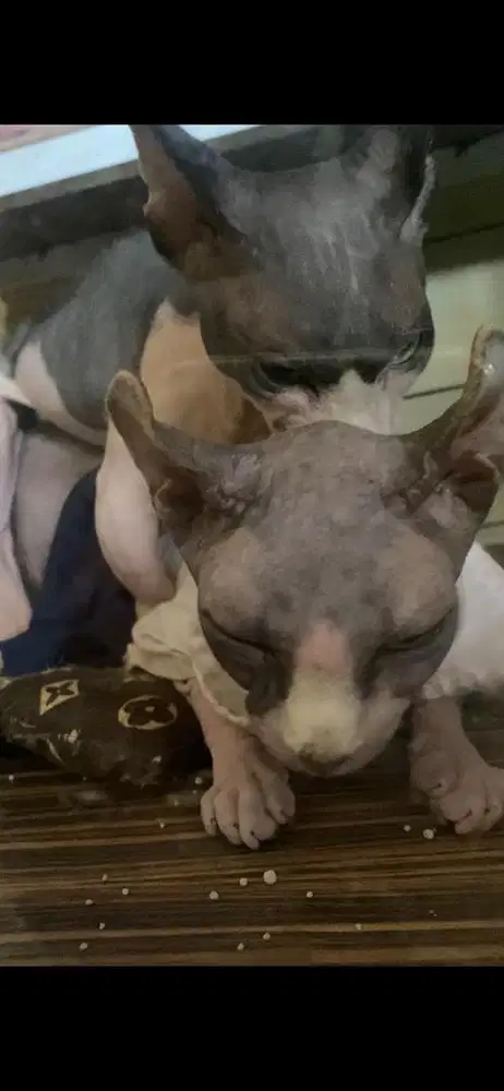 jasa pacak kucing sphynx bambino