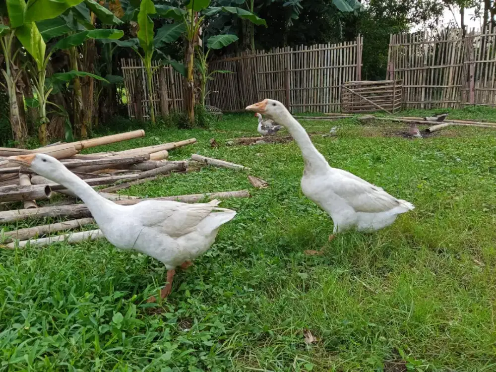 Soang/ angsa sepasang dewasa