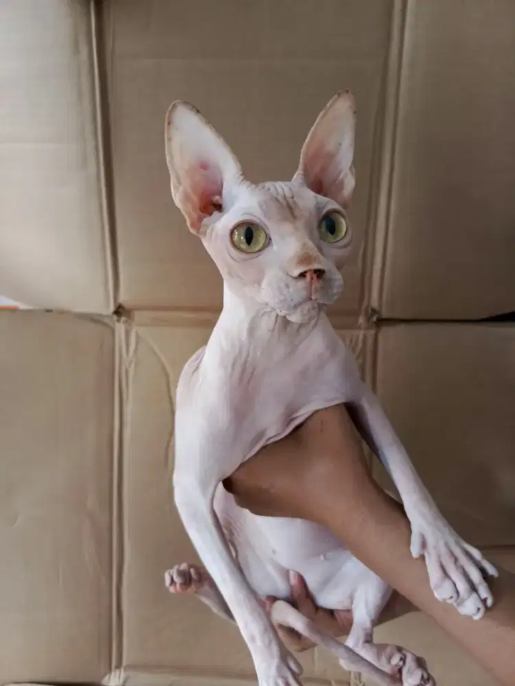 Kucing sphynx betina 11 bulan